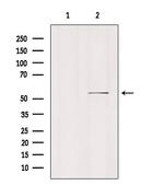 MCT5 Antibody in Western Blot (WB)