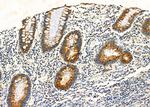 MUC5B Antibody in Immunohistochemistry (Paraffin) (IHC (P))