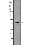 MUC7 Antibody in Western Blot (WB)