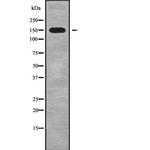 MYO6 Antibody in Western Blot (WB)