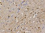 NKp44 Antibody in Immunohistochemistry (Paraffin) (IHC (P))