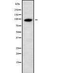 UNC5A Antibody in Western Blot (WB)