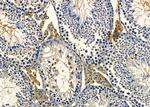 Neurensin 2 Antibody in Immunohistochemistry (Paraffin) (IHC (P))