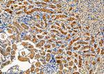 NXPH2 Antibody in Immunohistochemistry (Paraffin) (IHC (P))