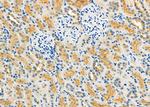 NXPH2 Antibody in Immunohistochemistry (Paraffin) (IHC (P))