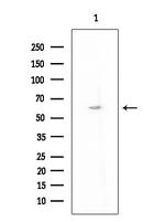 NBPF6 Antibody in Western Blot (WB)