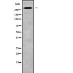 NAV2 Antibody in Western Blot (WB)