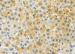 DFNA5 Antibody in Immunohistochemistry (Paraffin) (IHC (P))