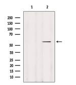 DFNA5 Antibody in Western Blot (WB)