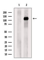 NUP133 Antibody in Western Blot (WB)