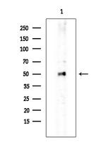 SC65 Antibody in Western Blot (WB)