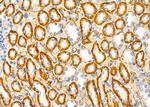 SLC6A17 Antibody in Immunohistochemistry (Paraffin) (IHC (P))