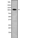 INPP5J Antibody in Western Blot (WB)