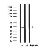 PIGC Antibody in Western Blot (WB)