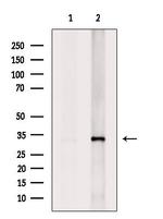 PITPN Antibody in Western Blot (WB)