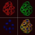 PIK3R6 Antibody in Immunocytochemistry (ICC/IF)