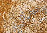 KCNG4 Antibody in Immunohistochemistry (Paraffin) (IHC (P))