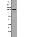 KCNH6 Antibody in Western Blot (WB)