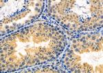 PAGE3 Antibody in Immunohistochemistry (Paraffin) (IHC (P))