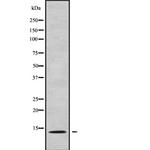 PAGE3 Antibody in Western Blot (WB)