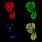 RGL1 Antibody in Immunocytochemistry (ICC/IF)