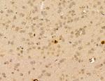 RGL1 Antibody in Immunohistochemistry (Paraffin) (IHC (P))