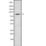 RGL1 Antibody in Western Blot (WB)