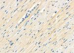 RASIP1 Antibody in Immunohistochemistry (Paraffin) (IHC (P))