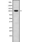 RASIP1 Antibody in Western Blot (WB)