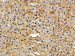 RAB5B Antibody in Immunohistochemistry (Paraffin) (IHC (P))