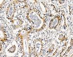 RRAS2 Antibody in Immunohistochemistry (Paraffin) (IHC (P))