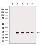 RRAS2 Antibody in Western Blot (WB)