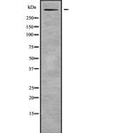 Reelin Antibody in Western Blot (WB)