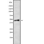 RGS20 Antibody in Western Blot (WB)