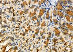 ARHGAP24 Antibody in Immunohistochemistry (Paraffin) (IHC (P))