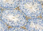 ARHGAP24 Antibody in Immunohistochemistry (Paraffin) (IHC (P))