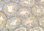 SRR Antibody in Immunohistochemistry (Paraffin) (IHC (P))