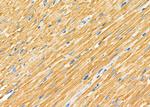 SRR Antibody in Immunohistochemistry (Paraffin) (IHC (P))