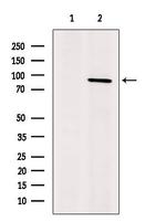 LNK Antibody in Western Blot (WB)