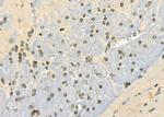 SH3BGRL2 Antibody in Immunohistochemistry (Paraffin) (IHC (P))