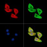 SH3BGRL Antibody in Immunocytochemistry (ICC/IF)