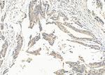 SLIT3 Antibody in Immunohistochemistry (Paraffin) (IHC (P))