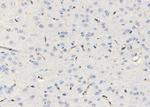 SLIT3 Antibody in Immunohistochemistry (Paraffin) (IHC (P))