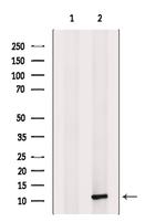 MCP-4 Antibody in Western Blot (WB)