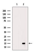 CCL16 Antibody in Western Blot (WB)