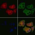 Eotaxin 3 Antibody in Immunocytochemistry (ICC/IF)