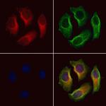 SLC6A13 Antibody in Immunocytochemistry (ICC/IF)