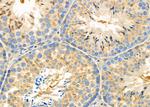 SLC6A13 Antibody in Immunohistochemistry (Paraffin) (IHC (P))