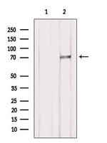 SLC6A11 Antibody in Western Blot (WB)