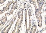 SLC4A7 Antibody in Immunohistochemistry (Paraffin) (IHC (P))